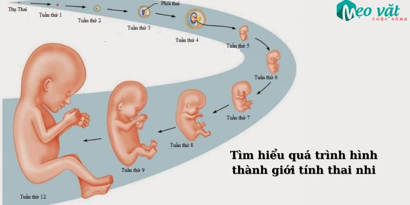 Tìm hiểu quá trình hình thành giới tính thai nhi